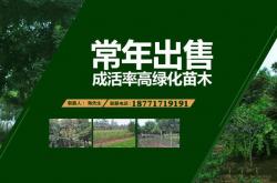 五桂山seo服务