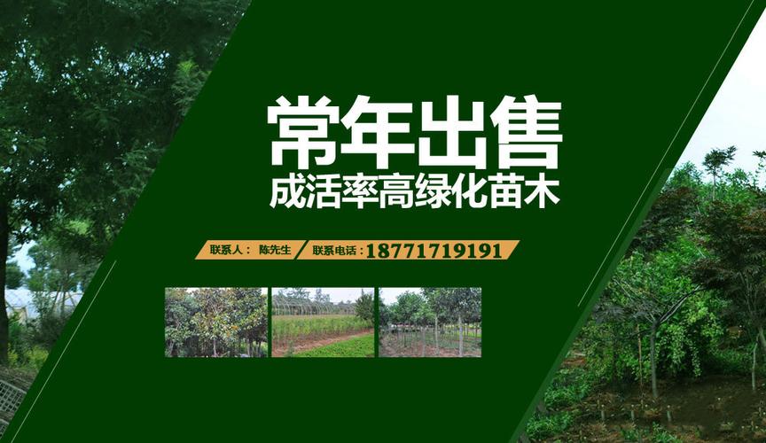五桂山seo服务